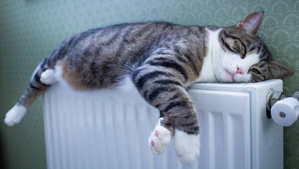 毛茸茸的条纹宠物猫躺在暖暖的散热器上休息和放松 — 图库照片