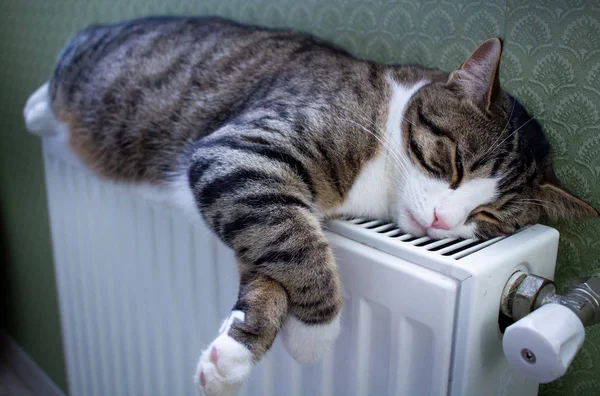 Peludo Listrado Gato Estimação Deitado Radiador Quente Descansa Relaxa — Fotografia de Stock