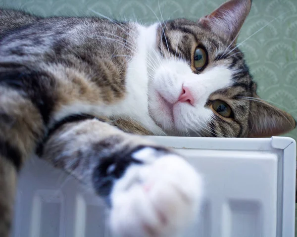 라디에이터 보라색 줄무늬 고양이는 휴식을 취하고 휴식을 취한다 — 스톡 사진