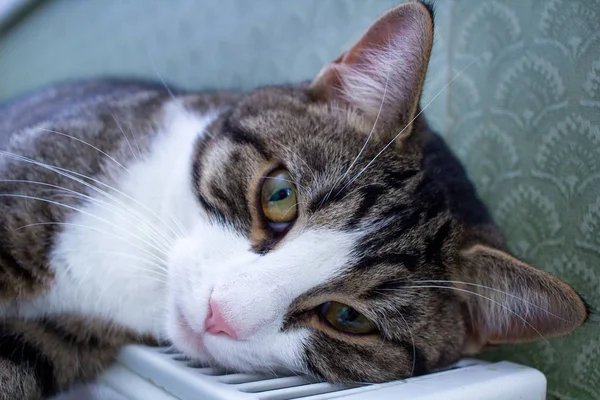 Furry Striped Pet Cat Lying Warm Radiator Rests Relaxes — Stock Photo, Image