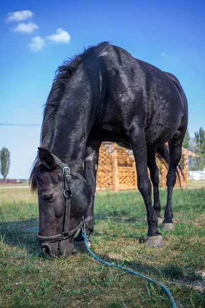 黒い馬のファーム田舎で緑の草でフィードします — ストック写真