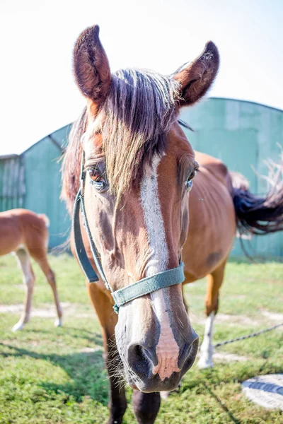 農場の田舎での赤い馬のクローズアップ — ストック写真
