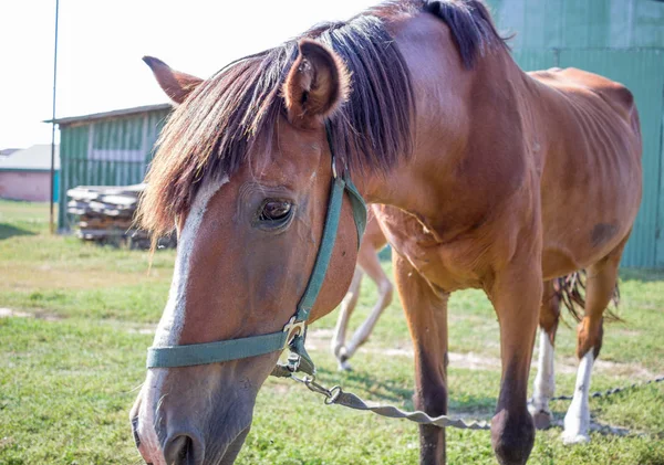 農場の田舎での赤い馬のクローズアップ — ストック写真