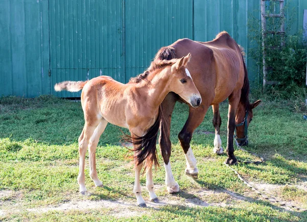田舎の農場では小さな馬の餌と緑の草の上の母親の餌 — ストック写真