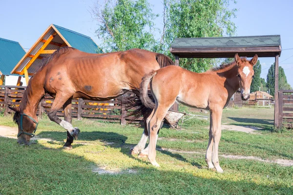 田舎の農場では小さな馬の餌と緑の草の上の母親の餌 — ストック写真