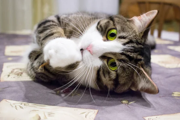 Домашній Домашній Кіт Яскраво Зеленими Очима Лежить Столі Позує — стокове фото