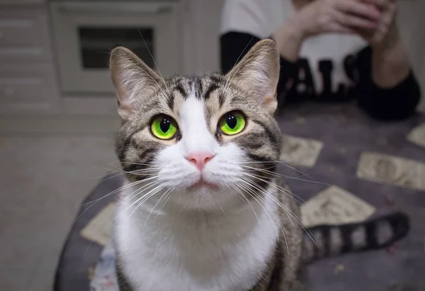 Huisdier Kat Met Heldere Groene Ogen Zit Tafel Poseren Klaar — Stockfoto