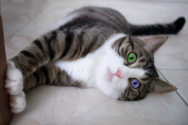 Gato Doméstico Mascota Con Brillante Multicolor Azul Verde Ojos Encuentra —  Fotos de Stock