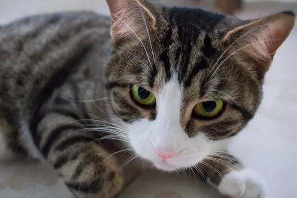 Close Domestic Pet Cat Bright Green Eyes Lying Floor Posing — Stock Photo, Image