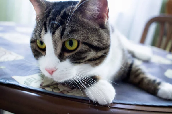Домашній Домашній Кіт Яскраво Зеленими Очима Лежить Столі Позує — стокове фото