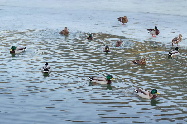 Flock of ducks playing and floating on winter ice frozen city park pond