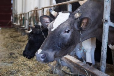 Cowshed kırsal kırsal çiftlik çiftlik köyü ahırda'inek Close-up