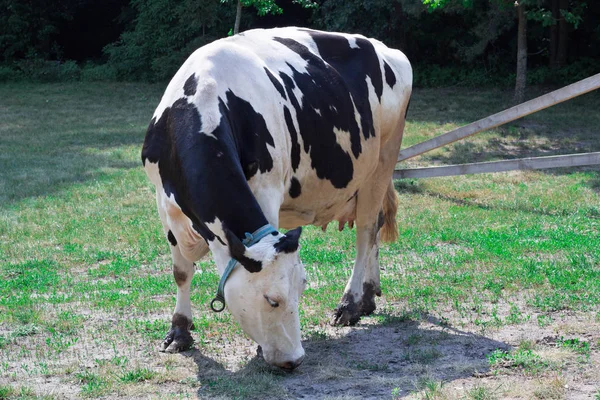 Black white cow walks breeding on farm field