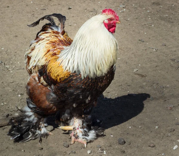 Colourful multicolored domestic male rooster cock on rural countryside bird farm ranch in village