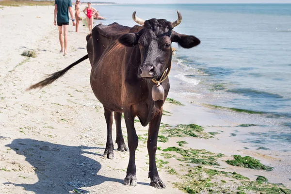 Fazenda Doméstica Sedenta Vaca Preta Vermelha Caminha Litoral Praia Mar — Fotografia de Stock
