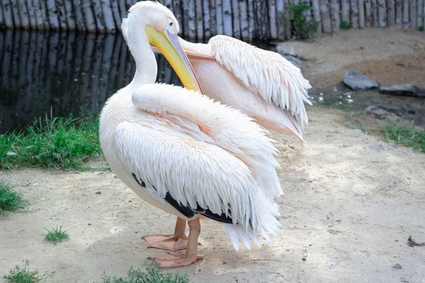 大きな黄色ピーク Neb と桃白い鳥ペリカンが動物園で羽毛の翼をクリーンアップします — ストック写真