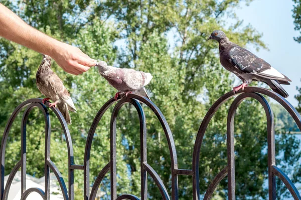 Homme Nourrir Pigeon Ville Reproduction Avec Bras Plein Air — Photo