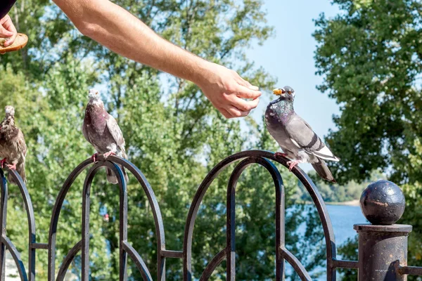 Mann Füttert Stadttaubenvogel Mit Arm Outdoor Park — Stockfoto