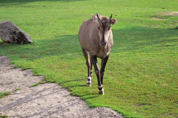 Antilope Selvatica Passeggiando Giardino Zoologico Voliera Erba Verde — Foto Stock