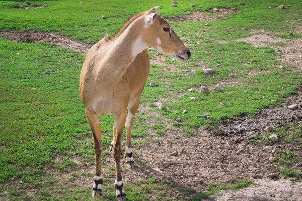 Cavallo Selvatico Antilope Passeggiate Nel Cortile Voliera Zoo Erba Verde — Foto Stock