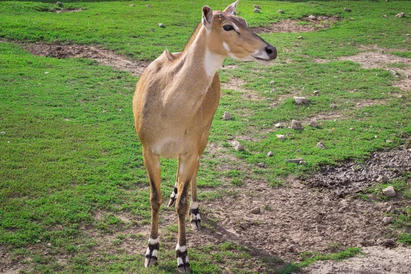 Cavallo Antilope Selvatico Che Cammina Nel Cortile Della Voliera Dello — Foto Stock