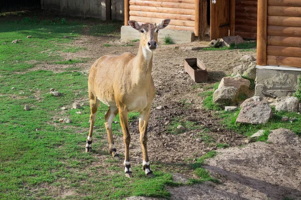 Antilope Selvatica Trova Nel Cortile Voliera Zoo Erba Verde — Foto Stock