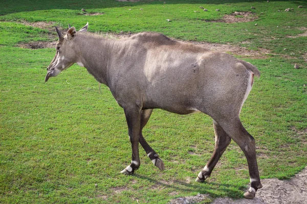 Cavallo Asino Selvatico Antilope Passeggiate Nel Cortile Voliera Zoo Erba — Foto Stock