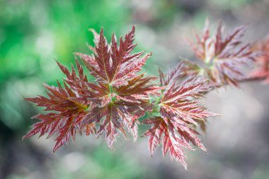 Taze bahar akçaağaç yakın çekim renkli bokeh arka plan üzerinde bırakır.
