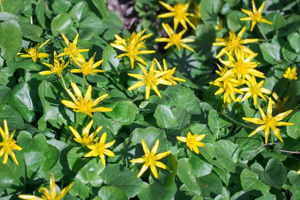 De jonge bloemen van de gele voorjaar op groen gras verlaat achtergrond — Stockfoto