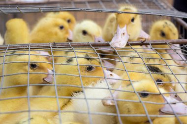 Damızlık sarı ördek yavrusu kuşlar kuş kafesi kalabalıkta akın