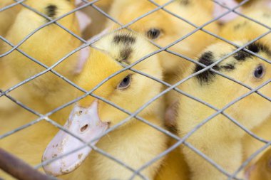 Kuş kafesi sarı ördek yavrusu kuşlar damızlık akın