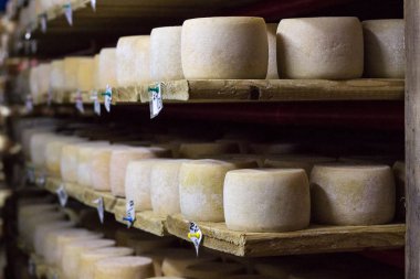 Peynir kafa süt gıda üretim SK raflarda olgun büyüyen