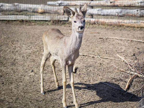 Close-up of deer fawn on rural countryside farm ranch — Stock Photo, Image