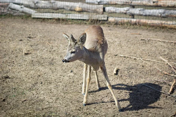 Primo piano del cervo nel ranch agricolo rurale — Foto Stock