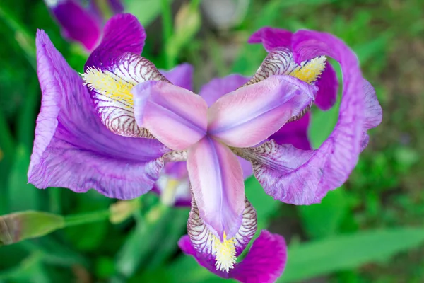 Flor colorida primavera verano púrpura iris flor —  Fotos de Stock