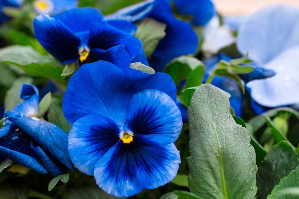 Brillante colorido florecimiento azul primavera verano jardín margarita flowe Imagen de archivo