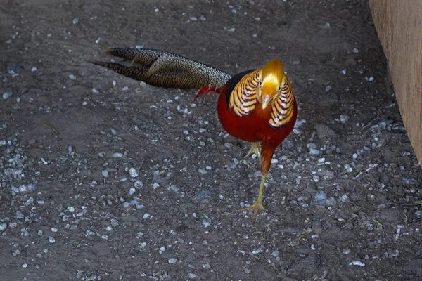 Colourful multicolored male golden pheasant on countryside bird — Stock Photo, Image