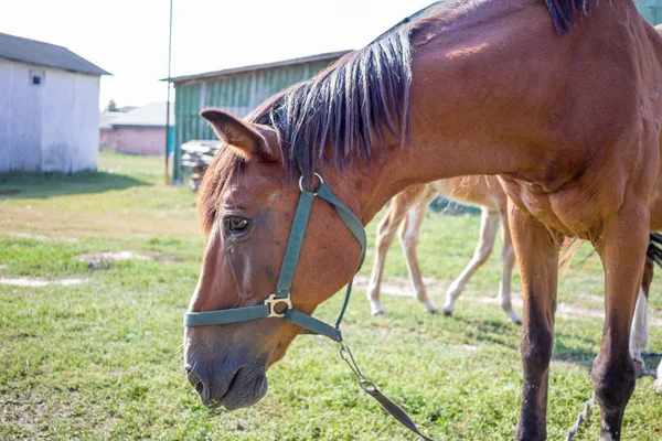 農場の田園地帯で横に赤い馬 — ストック写真