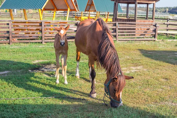 小さな馬の子馬とその母親は草で餌を与える — ストック写真
