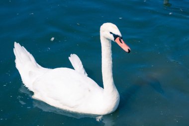 Beyaz zarif kuş kuğu gölet su yüzeyinde akan