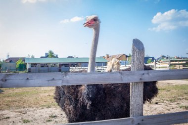 Devekuşu çiftliği kırsalında çit arkasında devekuşu kuşu