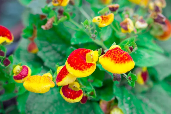 Floral close-up van kleine gele zomertuin bloemen met rode — Stockfoto