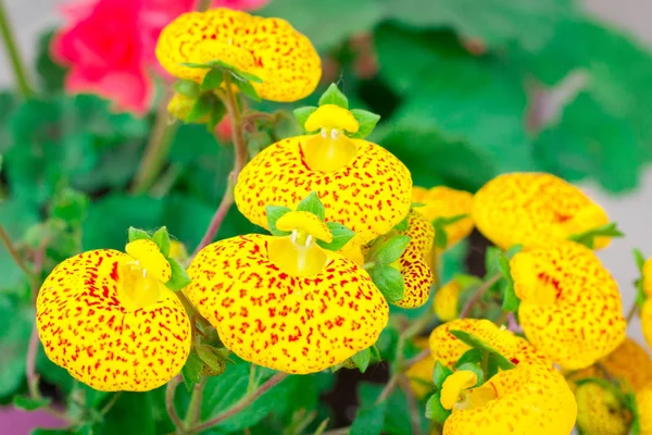 Florale Nahaufnahme von kleinen gelben Sommerblumen mit roten Punkten — Stockfoto