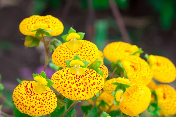 Floral close-up of small yellow summer flowers with red — Stock Photo, Image