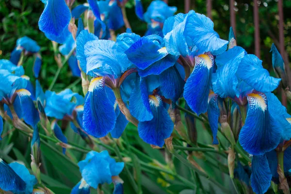 Brillante colorido florecimiento azul primavera verano iris flores — Foto de Stock