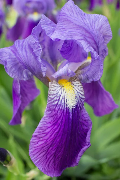 明るいカラフルな開花春夏紫アイリスの花 — ストック写真