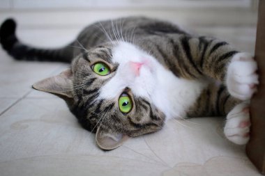 Parlak yeşil gözlü evcil kedi yerde oynuyor yatıyor