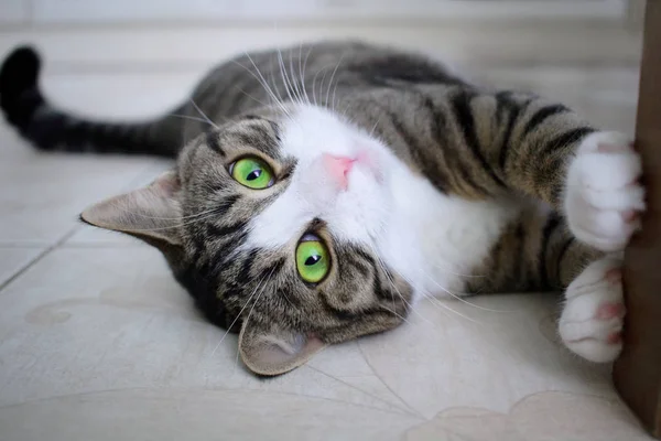 Haustier Katze Mit Leuchtend Bunten Grün Blaue Augen Liegt