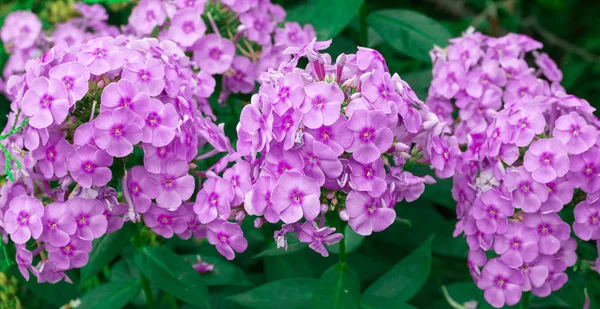 Kolorowe kwiatowe tło wielokolorowe fioletowe kwiaty bloss — Zdjęcie stockowe