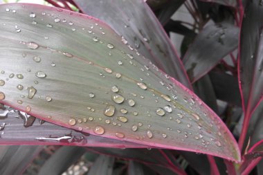 Yağmurdan sonra yeşil yaprak üzerine su damlaları